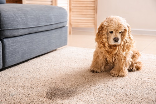 Image for Superior Carpet Cleaning with ID of: 5758922