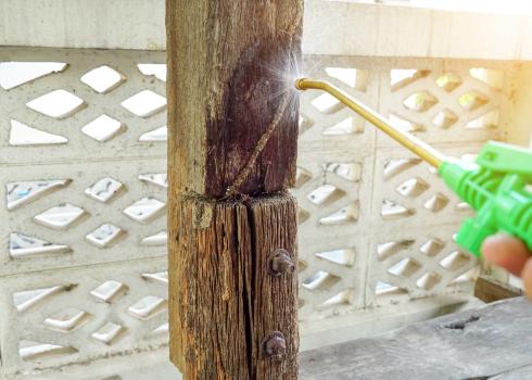Image for Beach Town Termite Removal Experts with ID of: 5761440