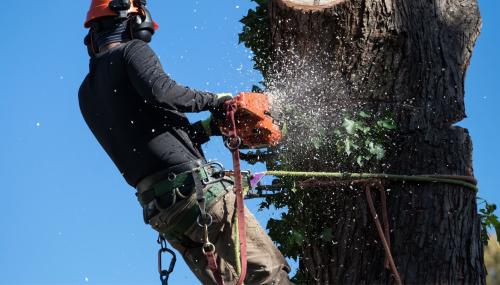 Image for Circus City Tree Service with ID of: 5764377