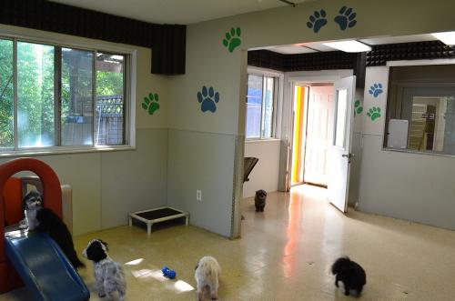 Image for Club Pet Too with ID of: 5764843