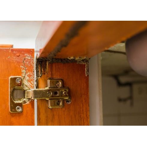 Image for Golf Coast Termite Removal Experts with ID of: 5771192