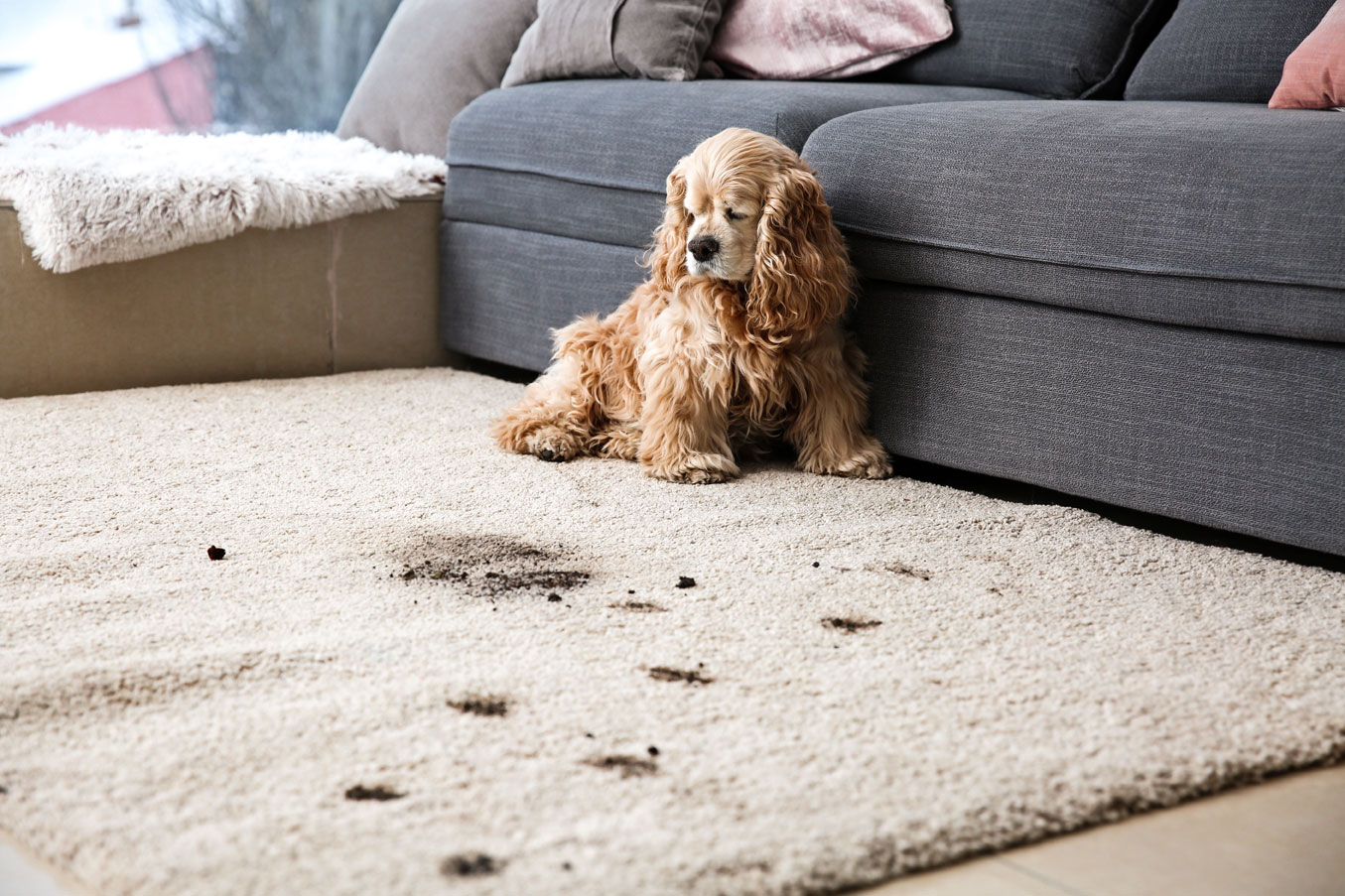 Image for My Carpet Cleaning with ID of: 5771972