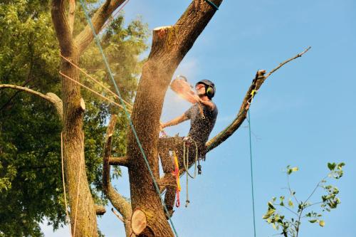 Image for Banana Slug Tree Service with ID of: 5773446
