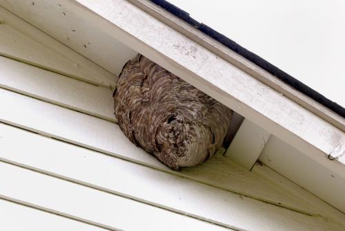 Image for Bev Hills Pro Pest with ID of: 5777153