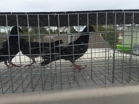Image for Pigeon Control Phoenix with ID of: 4376362