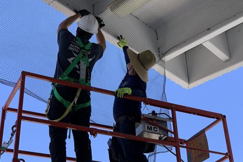Image for Pigeon Control Phoenix with ID of: 4376363
