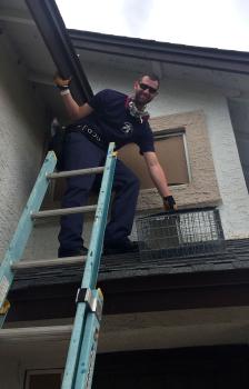 Image for Pigeon Control Phoenix with ID of: 4376364
