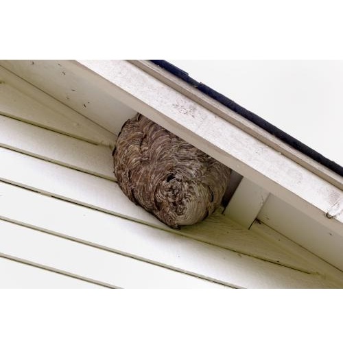 Image for Watertown Pest Control Solutions with ID of: 5780750