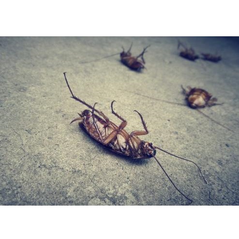 Image for Watertown Pest Control Solutions with ID of: 5780757