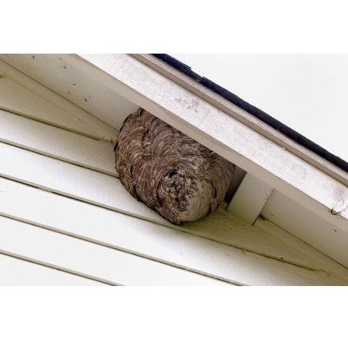 Image for Irvine Exemplary Pest Control with ID of: 5788902