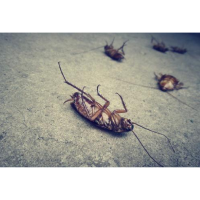 Image for Antelope Valley Pest Services with ID of: 5789164
