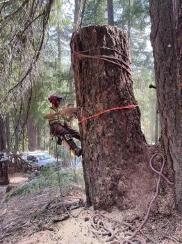 Image for About Trees with ID of: 5789229