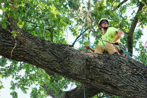 Image for About Trees with ID of: 5789230