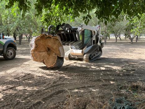 Image for About Trees with ID of: 5789231