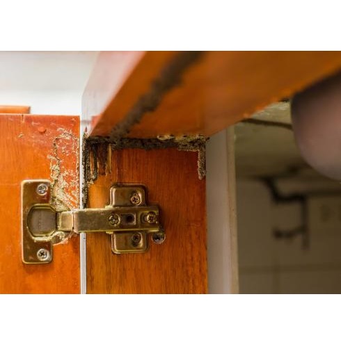 Image for Prattville Termite Control Service with ID of: 5790902