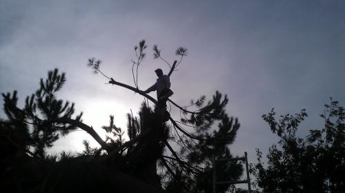Image for Antonio's Tree Trimming Service Inc. with ID of: 5792107