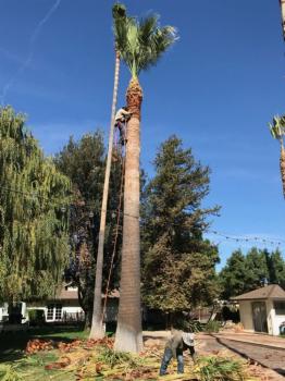 Image for Antonio's Tree Trimming Service Inc. with ID of: 5792108