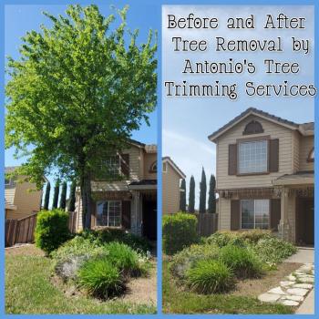 Image for Antonio's Tree Trimming Service Inc. with ID of: 5792109