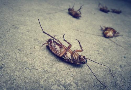 Image for Orange County Pest Solutions with ID of: 5792725