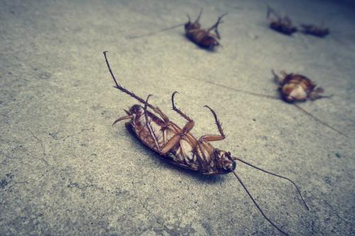 Image for Sun Valley Pest Services with ID of: 5793683