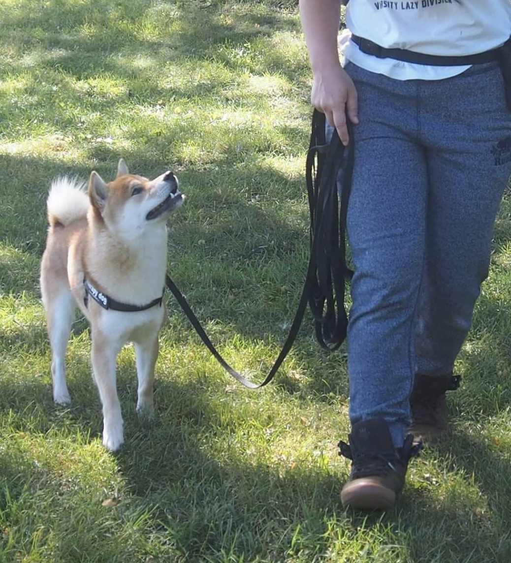Image for SSH Canine Academy with ID of: 5794268