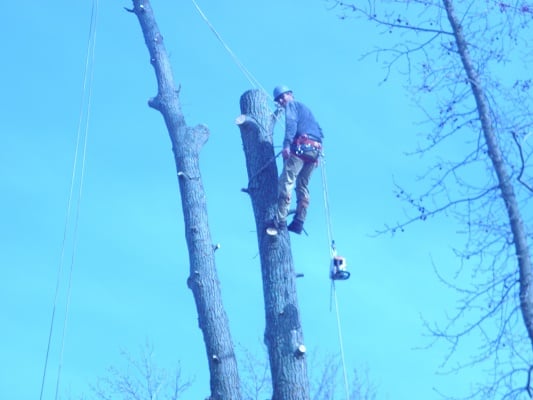 Image for The Whole 9 Tree Service with ID of: 5796366