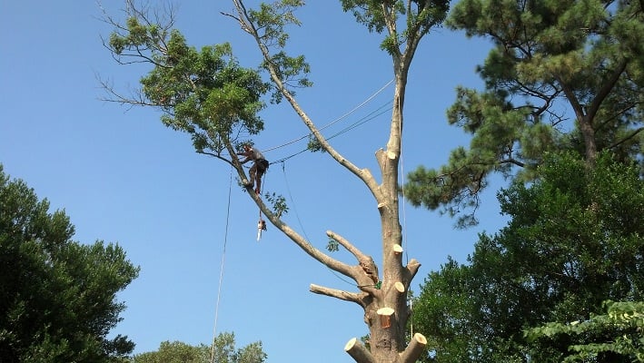 Image for The Whole 9 Tree Service with ID of: 5796367