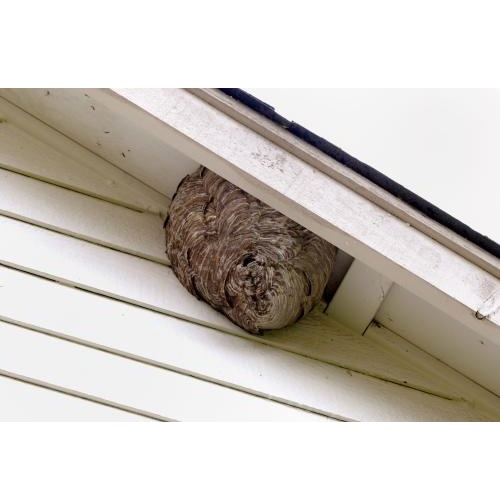 Image for Quincy A+ Pest Control with ID of: 5797361