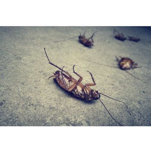 Image for Quincy A+ Pest Control with ID of: 5797365