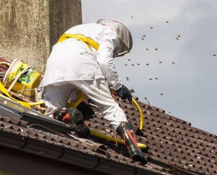 Image for Pestend Pest Control London with ID of: 5797640