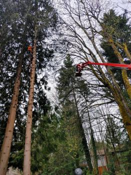 Image for Bushman Tree Service with ID of: 5798394