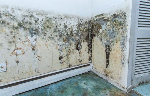 Image for Sandy Mold Removal Team with ID of: 5798770