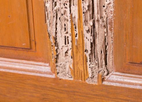 Image for Wine City Termite Experts with ID of: 5799146