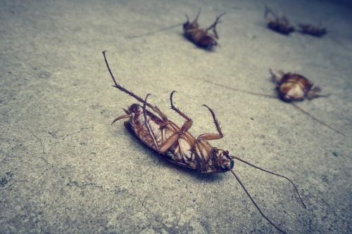 Image for Placer County Pest Removal with ID of: 5801510