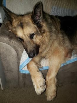 Image for Shore Pet Surgery with ID of: 5805189