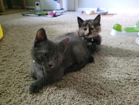 Image for Shore Pet Surgery with ID of: 5805191