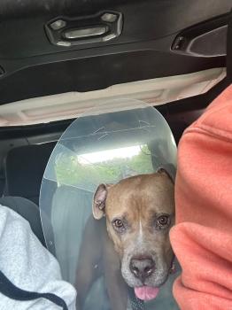 Image for Shore Pet Surgery with ID of: 5805192