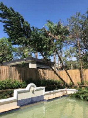 Image for All Tree Care with ID of: 5808322