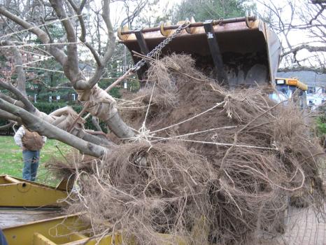Image for Destito Tree Services with ID of: 5812381