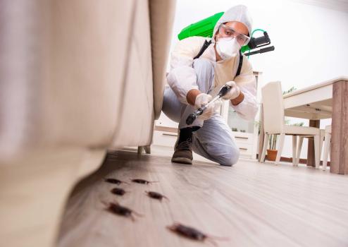 Image for Franklin Pest Service with ID of: 5813089