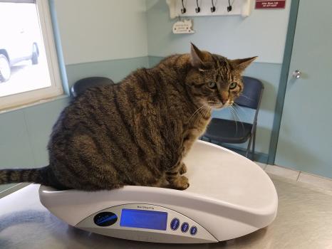 Image for Cats Only with ID of: 5824048