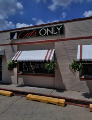 Image for Cats Only with ID of: 5824051