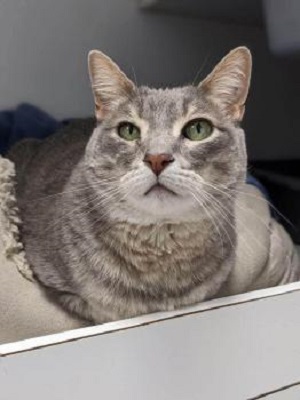 Image for Cats Only with ID of: 5824053
