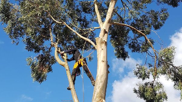 Image for Arborcare Tree Surgery with ID of: 5824312