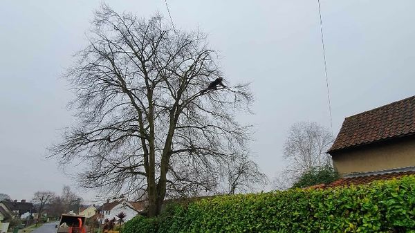 Image for Arborcare Tree Surgery with ID of: 5824313