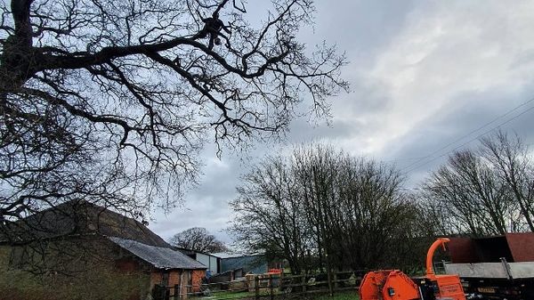 Image for Arborcare Tree Surgery with ID of: 5824314