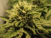 Image for Sensi Seeds BV with ID of: 651691