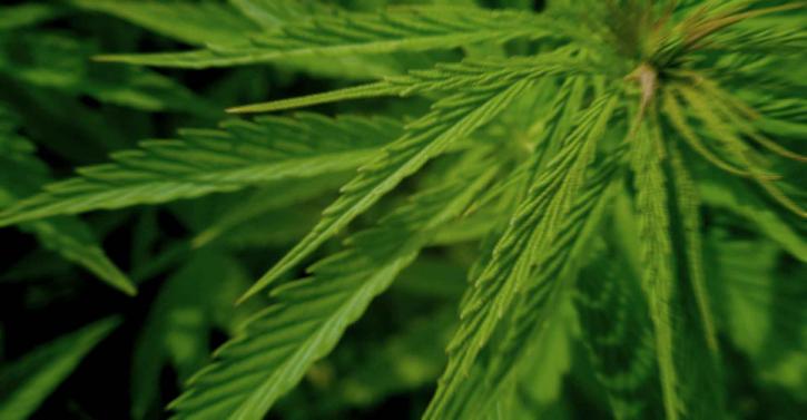 Image for Sensi Seeds BV with ID of: 651697