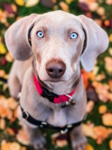 Image for K9 Elite with ID of: 5829457