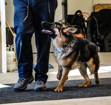 Image for K9 Elite with ID of: 5829464